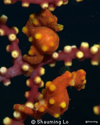 Twin Pygmy seahorse. by Shauming Lo 